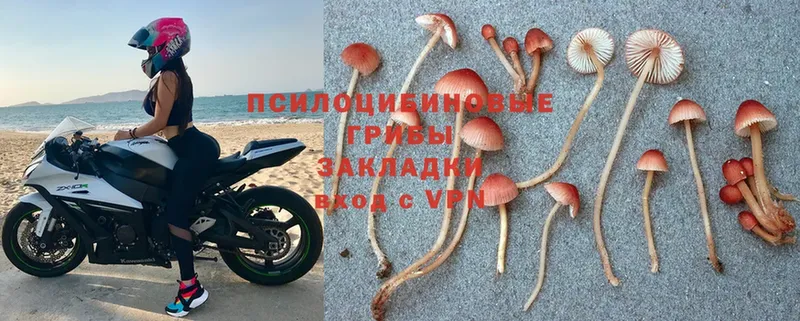 где купить наркоту  Исилькуль  Галлюциногенные грибы MAGIC MUSHROOMS 